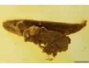 Nice Leaf, Moss and More. Fossil inclusions in Baltic amber #10257