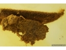 Nice Leaf, Moss and More. Fossil inclusions in Baltic amber #10257
