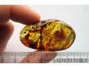 Moss and Coprolites. Fossil Inclusions Ukrainian Rovno amber #10258R