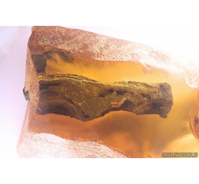 Very Nice, Big 53mm! Wood fragment. Fossil inclusion in Big 77g Baltic amber stone #10259