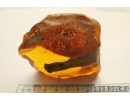 Very Nice, Big 53mm! Wood fragment. Fossil inclusion in Big 77g Baltic amber stone #10259