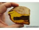 Very Nice, Big 53mm! Wood fragment. Fossil inclusion in Big 77g Baltic amber stone #10259
