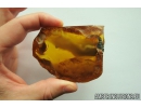 Very Nice, Big 53mm! Wood fragment. Fossil inclusion in Big 77g Baltic amber stone #10259