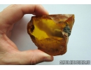 Very Nice, Big 53mm! Wood fragment. Fossil inclusion in Big 77g Baltic amber stone #10259