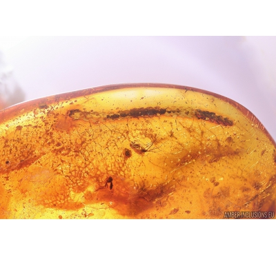 Two Long 20mm Thuja fragments and More. Fossil inclusions in Baltic amber #10260