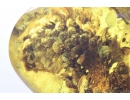 Unique stone with 3 Cones! Fossil inclusions in Ukrainian Rovno amber #10261R