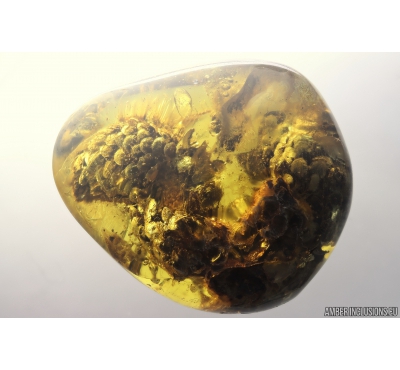Unique stone with 3 Cones! Fossil inclusions in Ukrainian Rovno amber #10261R