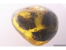 Unique stone with 3 Cones! Fossil inclusions in Ukrainian Rovno amber #10261R