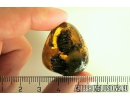 Unique stone with 3 Cones! Fossil inclusions in Ukrainian Rovno amber #10261R