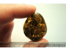 Unique stone with 3 Cones! Fossil inclusions in Ukrainian Rovno amber #10261R