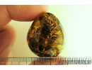 Unique stone with 3 Cones! Fossil inclusions in Ukrainian Rovno amber #10261R