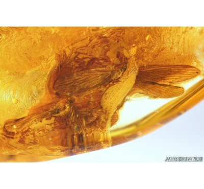 Two Lacewings Neuroptera Nevrothidae Rophalis relicta. Fossil insects in Ukrainian Rovno amber #10263R