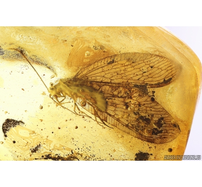 Rare, Nice Lacewing Osmylidae, Wasp Hymenoptera and Leaf. Fossil inclusions in Ukrainian Rovno amber #10264R