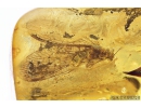 Rare, Nice Lacewing Osmylidae, Wasp Hymenoptera and Leaf. Fossil inclusions in Ukrainian Rovno amber #10264R
