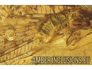 Rare, Nice Lacewing Osmylidae, Wasp Hymenoptera and Leaf. Fossil inclusions in Ukrainian Rovno amber #10264R