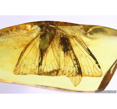 Rare Big 16mm ALDERFLY MEGALOPTERA. Fossil insect in Baltic amber #10266