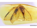 Rare Big 16mm ALDERFLY MEGALOPTERA. Fossil insect in Baltic amber #10266