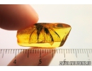 Rare Big 16mm ALDERFLY MEGALOPTERA. Fossil insect in Baltic amber #10266