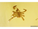 Rare Snakefly Larva RAPHIDIOPTERA and Spider ARANEAE. Fossil inclusions in Ukrainian Rovno amber #10267R