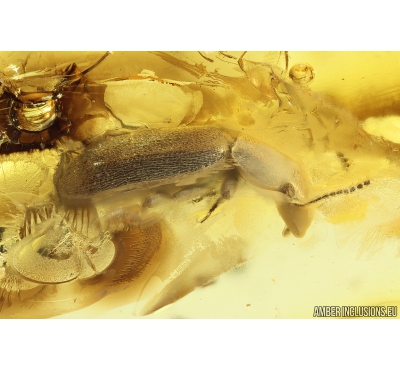 Hairy fungus beetle ?Mycetophagidae and Mammalian hair. Fossil inclusions in Baltic amber #10277