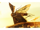 Caddisfly Trichoptera. Fossil insect in Ukrainian Rovno amber #10298R