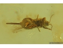 Thrips Thysanoptera and True Midges Chironomidae. Fossil inclusions in Baltic amber #10303A