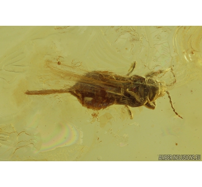 Thrips Thysanoptera and True Midges Chironomidae. Fossil inclusions in Baltic amber #10303A