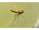 Thrips Thysanoptera and True Midges Chironomidae. Fossil inclusions in Baltic amber #10303A