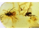 Long-legged flies Dolichopodidae. and Moth fly Psychodidae. Fossil inclusions in Baltic amber #10306