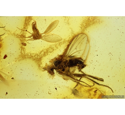 Long-legged flies Dolichopodidae. and Moth fly Psychodidae. Fossil inclusions in Baltic amber #10306