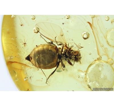 Biting midge Ceratopogonidae and Mite Acari. Fossil insects in Baltic amber #10307