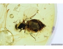 Biting midge Ceratopogonidae and Mite Acari. Fossil insects in Baltic amber #10307