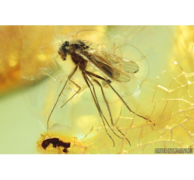 Nice Long-legged fly Dolichopodidae Fossil insect in Ukrainian Rovno amber #10308R
