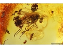 Nice Psocid Psocoptera and Long-legged fly Dolichopodidae Fossil insects Baltic amber #10309