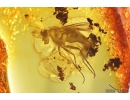 Nice Psocid Psocoptera and Long-legged fly Dolichopodidae Fossil insects Baltic amber #10309