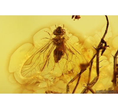 Nice Psocid Psocoptera and Long-legged fly Dolichopodidae Fossil insects Baltic amber #10309