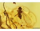 Nice Psocid Psocoptera and Long-legged fly Dolichopodidae Fossil insects Baltic amber #10309