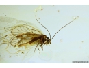 Nice Psocid, Psocoptera. Fossil insect in Ukrainian Rovno amber #10310R