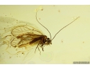 Nice Psocid, Psocoptera. Fossil insect in Ukrainian Rovno amber #10310R