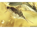 Rare Bug Hemiptera, Heteroptera. Fossil insect in Ukrainian Rovno amber #10312R