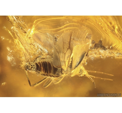 Rare Bug Hemiptera, Heteroptera. Fossil insect in Ukrainian Rovno amber #10312R