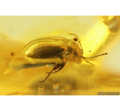 Marsh Beetle Scirtidae and Spider Araneae. Fossil inclusions in Baltic amber #10315