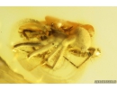 Marsh Beetle Scirtidae and Spider Araneae. Fossil inclusions in Baltic amber #10315