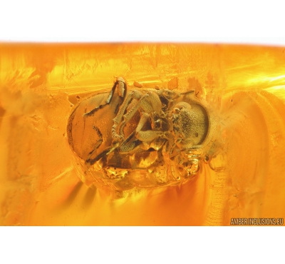 Spider Beetle Ptinidae Anobiinae. Fossil insects in Ukrainian Rovno amber Big 22g Stone #10316