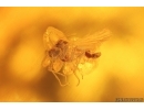 Spider Beetle Ptinidae Anobiinae, Thrips and Pyrite. Fossil inclusions Ukrainian Rovno amber Big 22g Stone #10316R