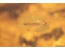Spider Beetle Ptinidae Anobiinae, Thrips and Pyrite. Fossil inclusions Ukrainian Rovno amber Big 22g Stone #10316R