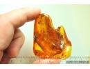 Spider Beetle Ptinidae Anobiinae, Thrips and Pyrite. Fossil inclusions Ukrainian Rovno amber Big 22g Stone #10316R