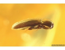 False click beetle Elateroidea Throscidae and Nice Beetle Larva. Fossil insects in Big Ukrainian Rovno amber stone #10317R