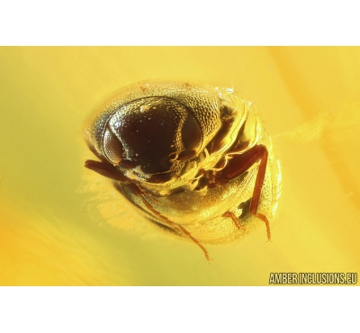 False click beetle Elateroidea Throscidae and Nice Beetle Larva. Fossil insects in Big Ukrainian Rovno amber stone #10317R