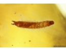 False click beetle Elateroidea Throscidae and Nice Beetle Larva. Fossil insects in Big Ukrainian Rovno amber stone #10317R
